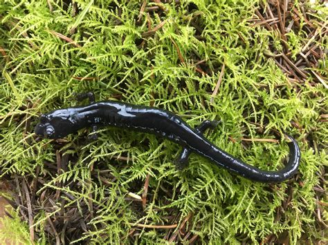 Black Speckled Salamander Mendonoma Sightings