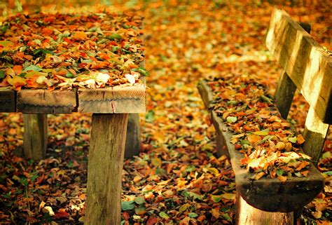 Bench Nature Park Bench Fall Autumn Wallpapers Hd
