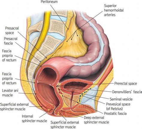 Pelvic Anatomy For Distal Rectal Cancer Surgery IntechOpen