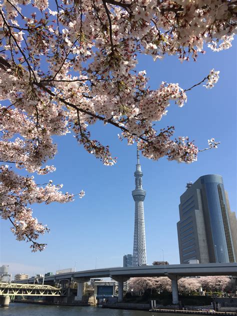 » 2015 Cherry Blossom Group Tour of Japan | Tokyo Japan Photo Guide