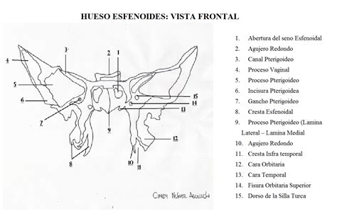 Blog De Anatomía Radiológica Humana Unad Grupo 15400340 2018 Cara