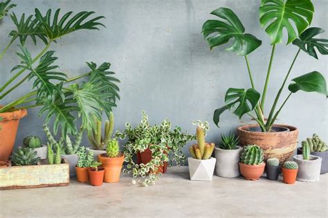18 Beautiful Ways Of Decorating With Plants Rhythm Of The Home