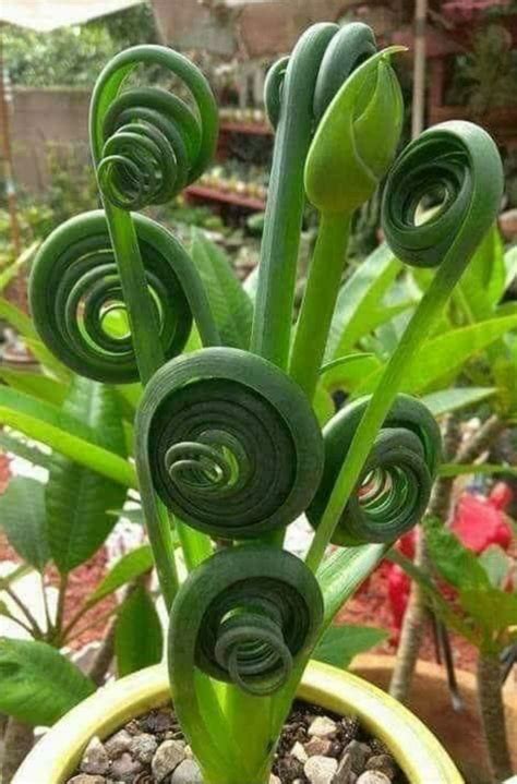 It is best to buy a christmas cactus that already barrel (or globular) cacti look like, well, a barrel. Pin on * Succulents & Cactus / Tips