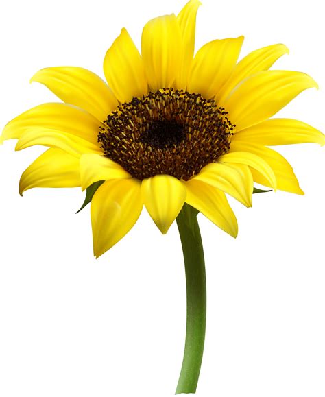 Png Sunflower Transparent Sunflowerpng Images Pluspng