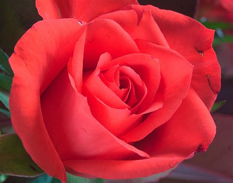 Rose Red Flower · Free Photo On Pixabay