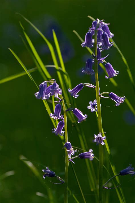Neon Bluebells Flowers Wildlife Photography By Martin Eager