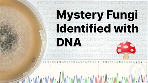 Dna Barcoding Fungi At Home Sequencing Analysis And Identifying Fungi