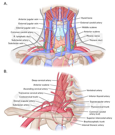 Deep Structures Of The Neck Root Of The Neck Osmosis