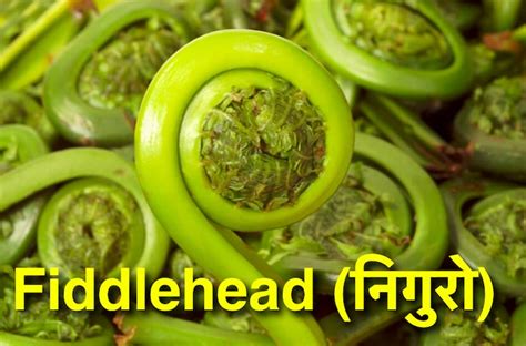 Vegetables In Nepali English Translation Nepali Class