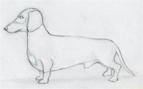How To Draw A Realistic Dog For Kids Add Details To Make It Look Real