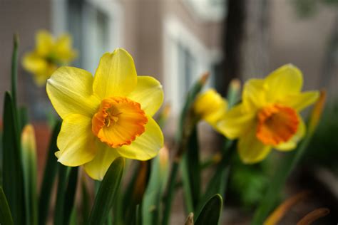 Yellow Daffodils In Bloom · Free Stock Photo