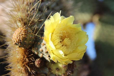 Los individuos de una población aprovechan los recursos que le sobran a los de otra población. LA IMPRESIONANTE FLORA Y FAUNA DE LAS ISLAS GALÁPAGOS
