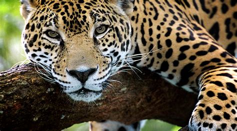 Where do they live, what they eat, pictures & video. The meaning and symbolism of the word - «Jaguar»