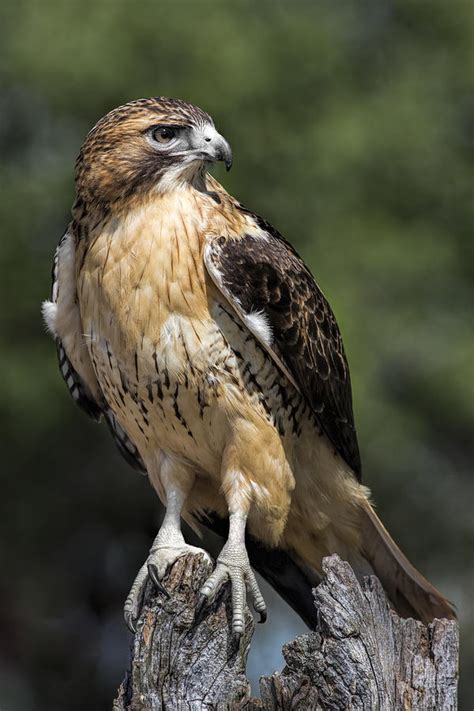 Red Tailed Hawk Photograph By Dale Kincaid Pixels
