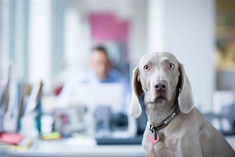 The practice only takes patients referred by general veterinarians and performs emergency care 24 hours a day. Bloat In Dogs: A True Pet Emergency | Summeridge Animal Clinic