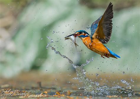 Birds Common Kingfisher Spray Animals Wallpapers Wallpapers Hd