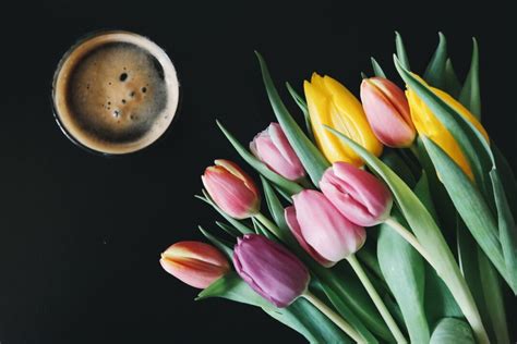 Los Tulipanes Y El Increíble Significado De Sus Colores Gitana Perla