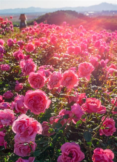 Rose Field Stock Photo Image Of Landscape Rays Covered 71519718