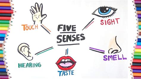 5 senses clipart sense organ, 5 senses sense organ Transparent FREE for ...