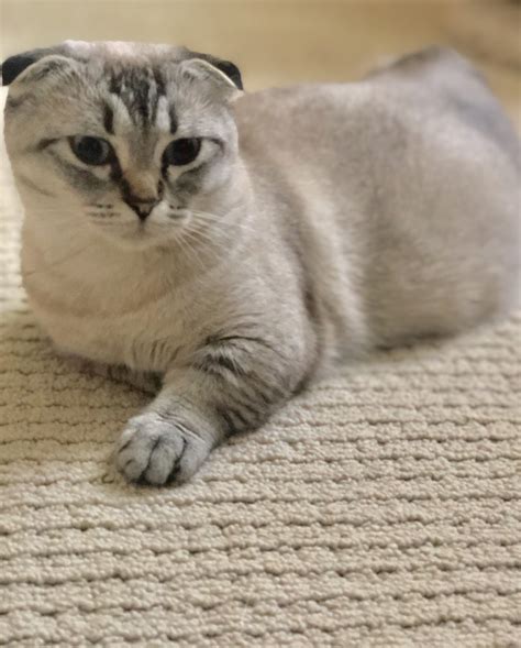 The munchkin cat or sausage cat is a relatively new breed of cat characterized by its very short legs, which are caused by a genetic mutation. Munchkin Cats For Sale | San Diego, CA #292617 | Petzlover