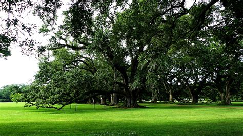 Trees Louisiana America Free Photo On Pixabay Pixabay