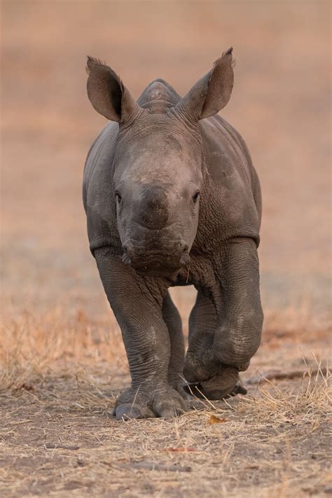 African Rhino Diet Diet Plan
