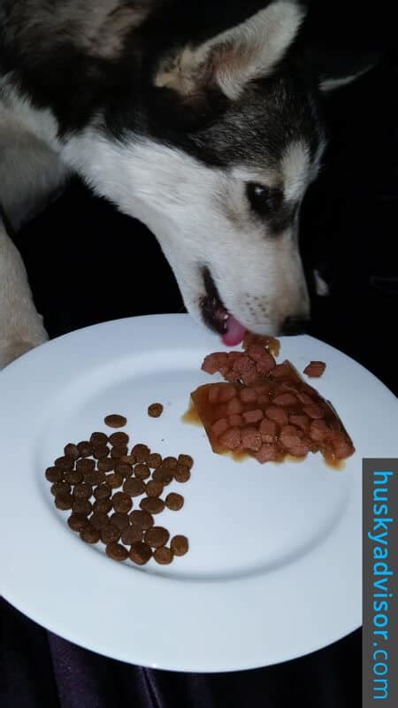 Best food for husky with sensitive stomach: Husky Puppy - Feeding Guide - Husky Advisor - Feeding Schedule