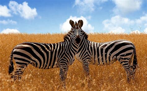 Download Wallpaper For 1920x1080 Resolution Savanna Zebras Animals