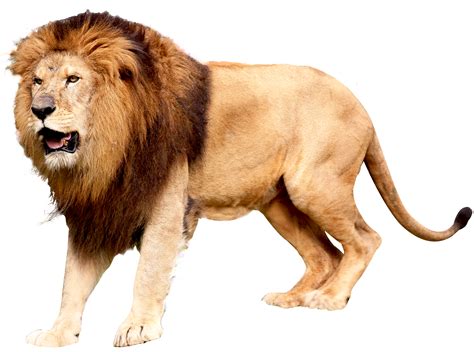 Lion Png Image Animals Photo Clipart Png Images