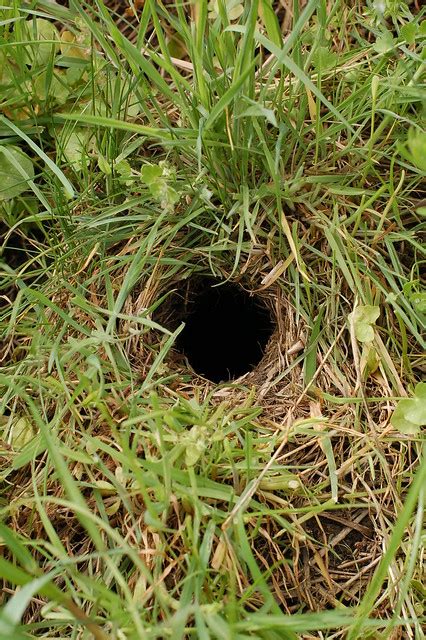 Water Vole Hole In Stream Bank Flickr Photo Sharing