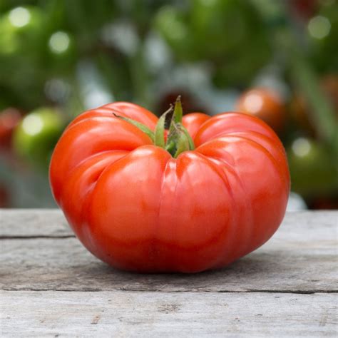 Organic Tomato Seeds Beefsteak Vegetable Seeds In Packets And Bulk