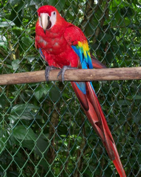 Jungle And Rainforest Art Of Costa Rica Scarlet Macaw A Colorful Bird
