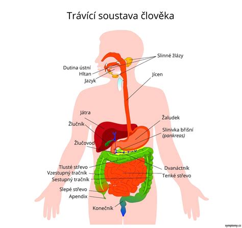 Přestože neexistuje lék na cystickou fibrózu, existují různé léčebné postupy, které mohou pomoci zmírnit symptomy a snížit riziko komplikací. Vylučovací soustava - příznaky a léčba články a rady