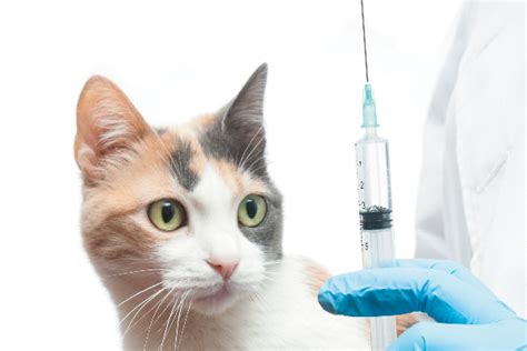 How Often Do Cats Need Shots And Other Preventative Treatments Pet