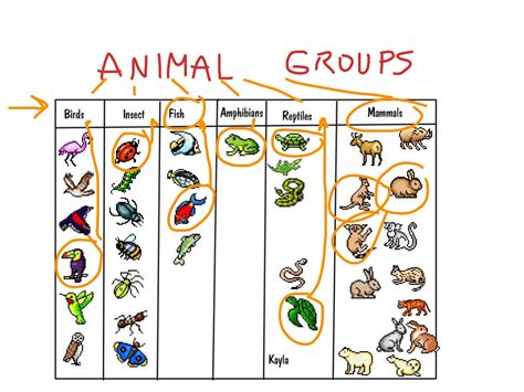 Animal Groups English As A Second Language Showme