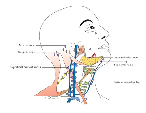 Read about swollen lymph glands (nodes) in the neck, groin, and other locations. Lymph Nodes of Neck or Cervical Lymph Nodes - Earth's Lab
