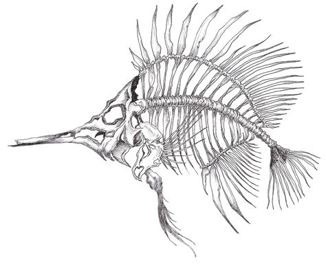 Skeleton Fish Drawing At Getdrawings Free Download