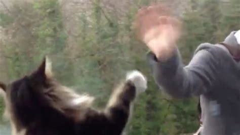 Cat And Owner Wave Goodbye To Each Other Every Day Kittens Cutest