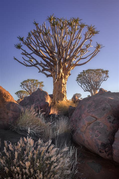 Quiver Tree Forest At Sunrise Keetmanshoop Namibia Anshar Images
