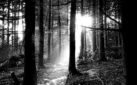 Forest Wallpaper Black And White Free Nature Wallpaper