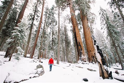 Visiting Kings Canyon Sequoia National Parks In The Winter Beyond