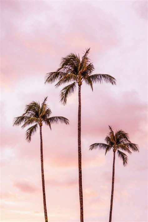The Best 19 Aesthetic Pink Palm Tree Wallpaper Anchorimageall