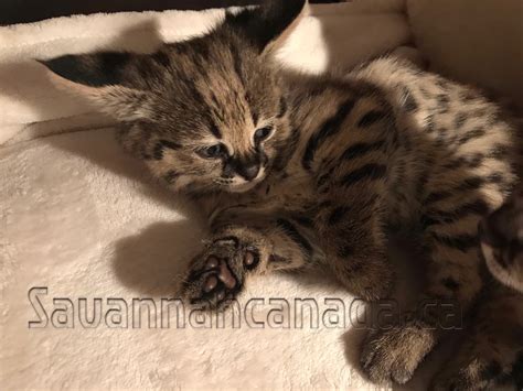 Find great deals on ebay for savannah cat. Savannah catCat savannahCatsChatSavannah catsSavannah cats ...