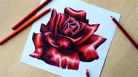 Speed Drawing Rose Time Lapse Youtube