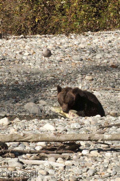 Grizzly Bears British Columbia Oct 2013 Flickr