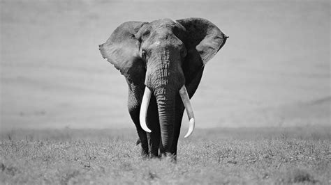 Black And White Animal Wallpapers Wallpaper Cave