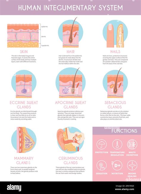 Human Integumentary System Infographics Poster Illustrating Anatomy Of