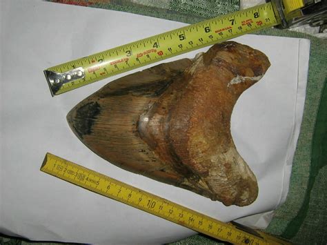 What Is The Largest Megalodon Tooth Ever Found Fossilera Com