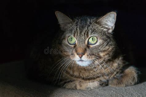 Mackerel Tabby Cat Lying And Looking Directly At The Camera In The Dark