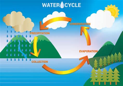 Diagram Of Water Cycle 101 Diagrams